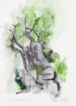 Tamarisk, 2007, watercolor, 46 x 34 cm
