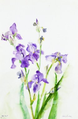 Spring II, 2005, watercolor, 38 x 57 cm