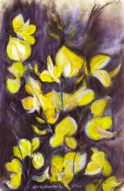 Spanish Broom , 2002, pastel, 36 x 48 cm