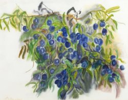 Olives, 2001, pastel, 40 x 50 cm